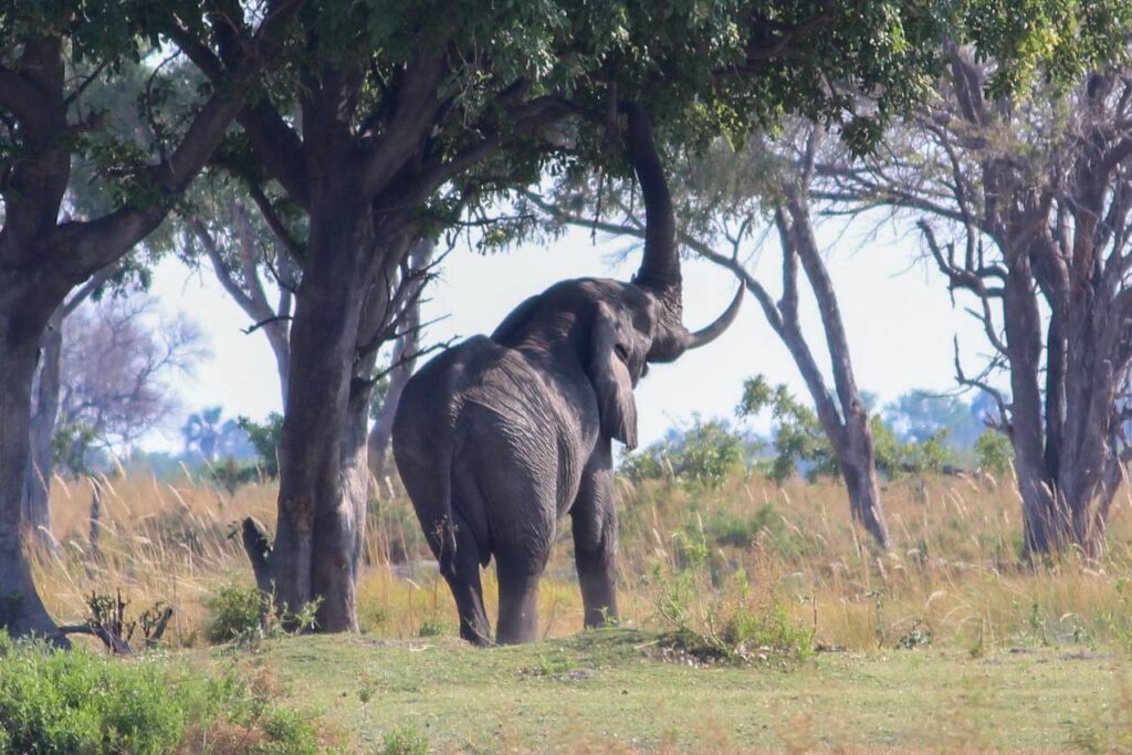 Wild Spirit Travel