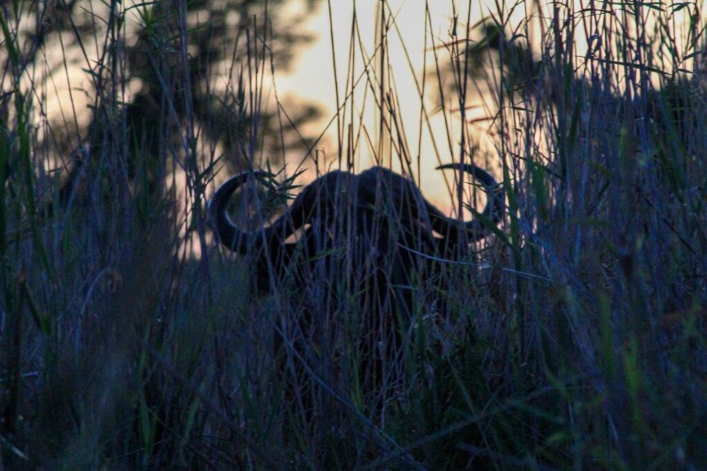 Wild Spirit Travel